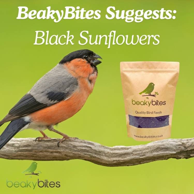 bullfinch like black sunflower seeds